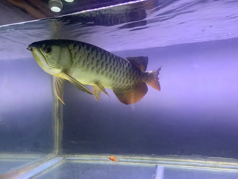 Ikan Arwana Golden Red