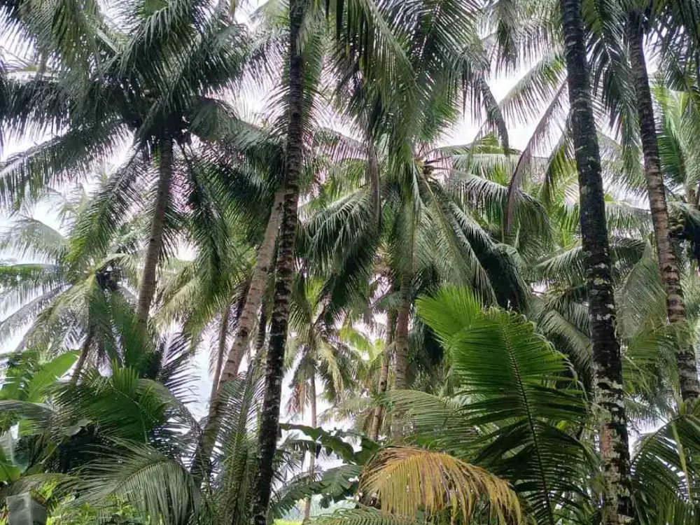 Dijual Kebun Kelapa sangat produktif di Kulwaru Wates kulon Progo