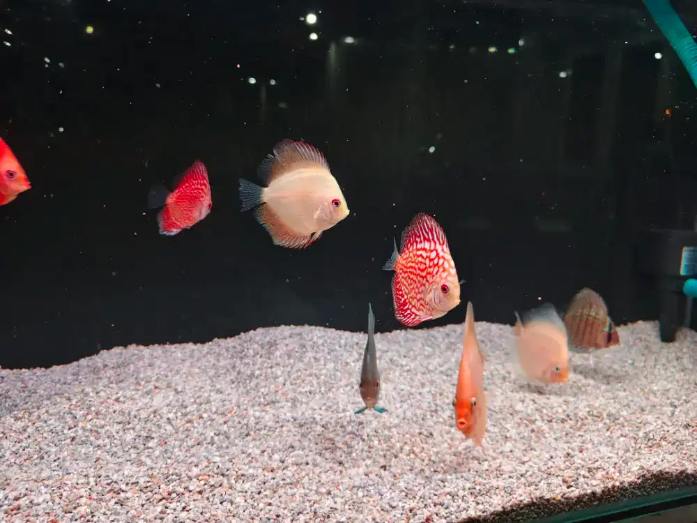 Ikan discus 9 ekor cantik