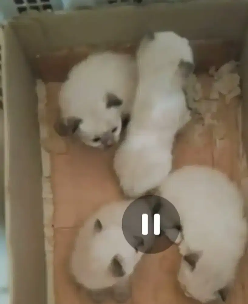 Kitten Siamese x Ragdoll 3 Anak Kucing