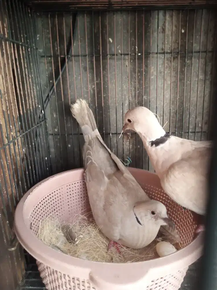 Puter sepasang produk