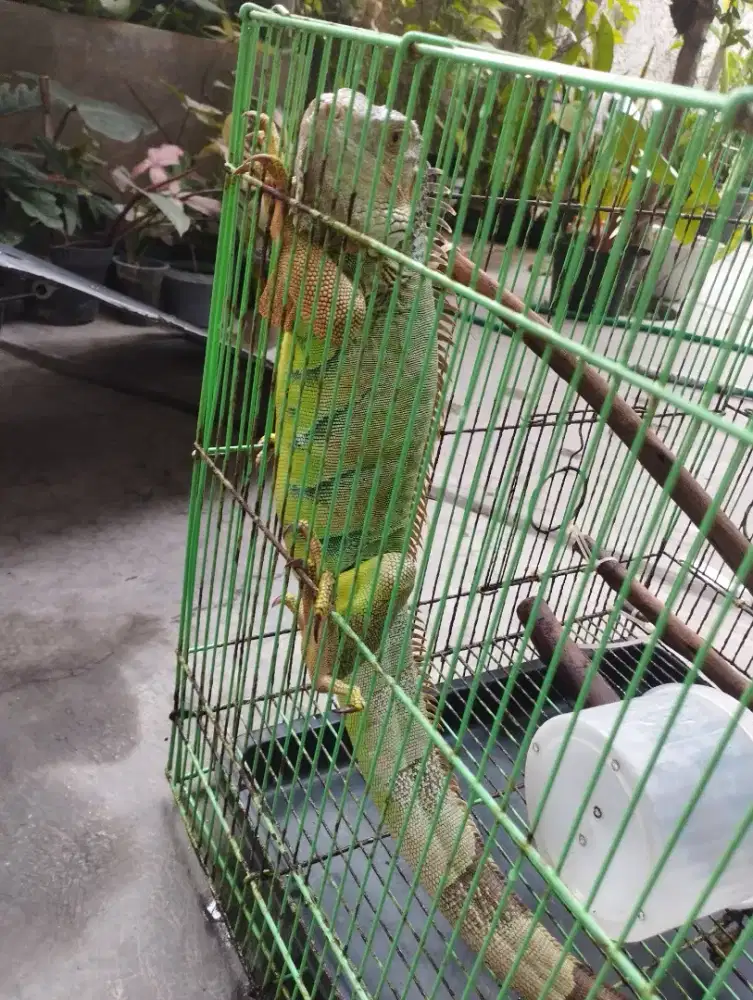 Iguana green hijau