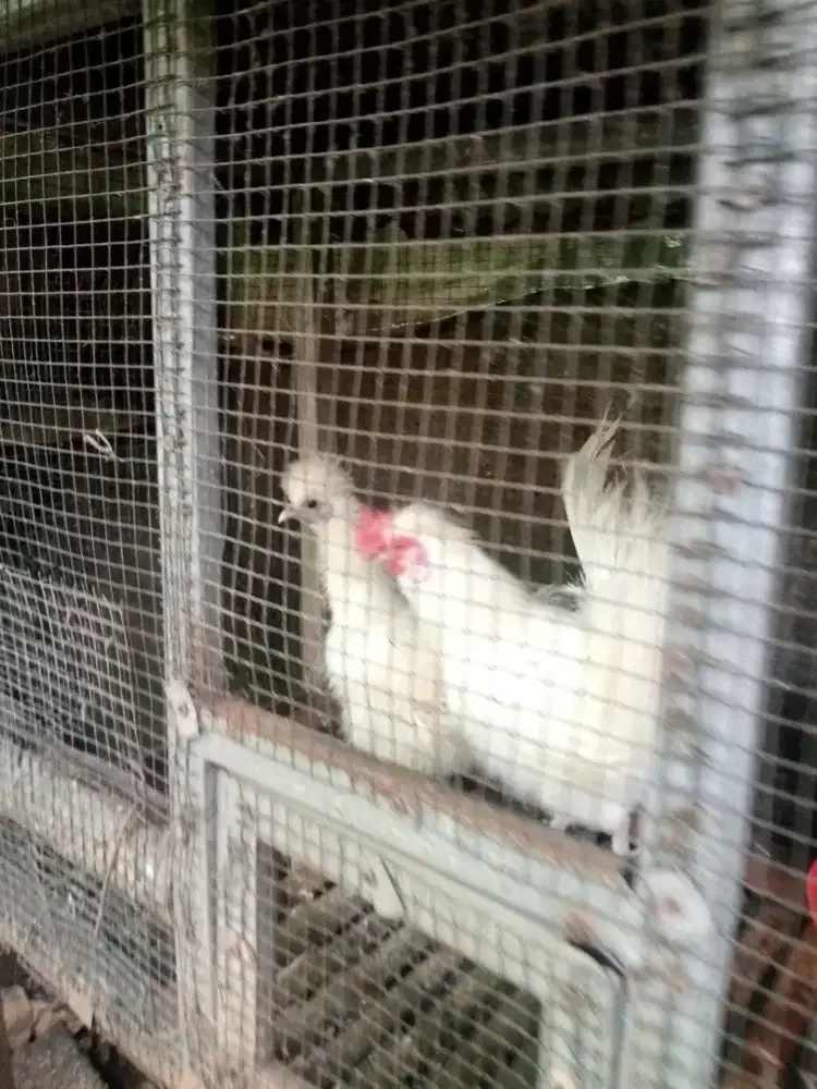 Ayam polandia kapas (sepasang)