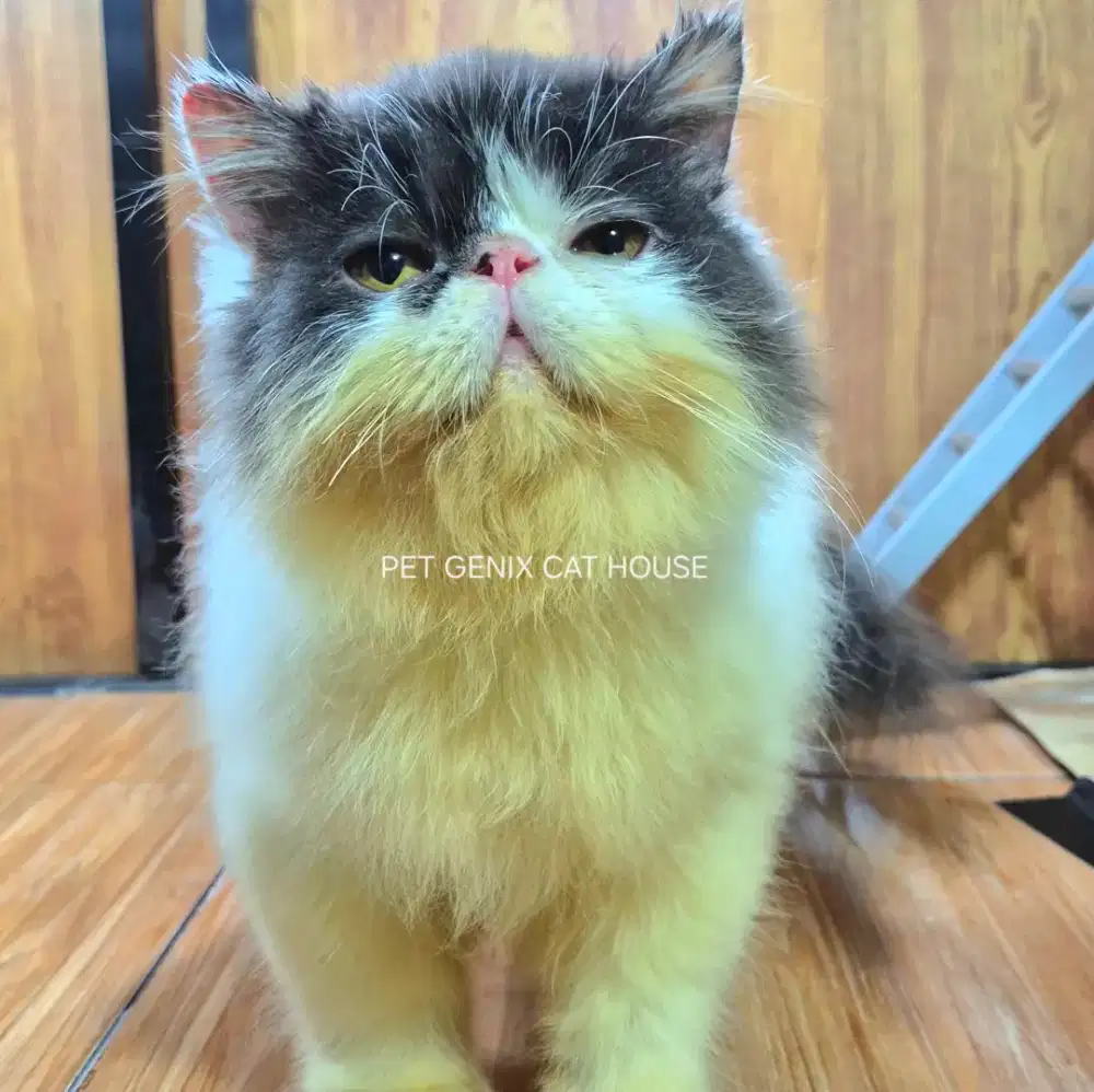 Kucing Kitten Persia Peaknose Extreme Betina