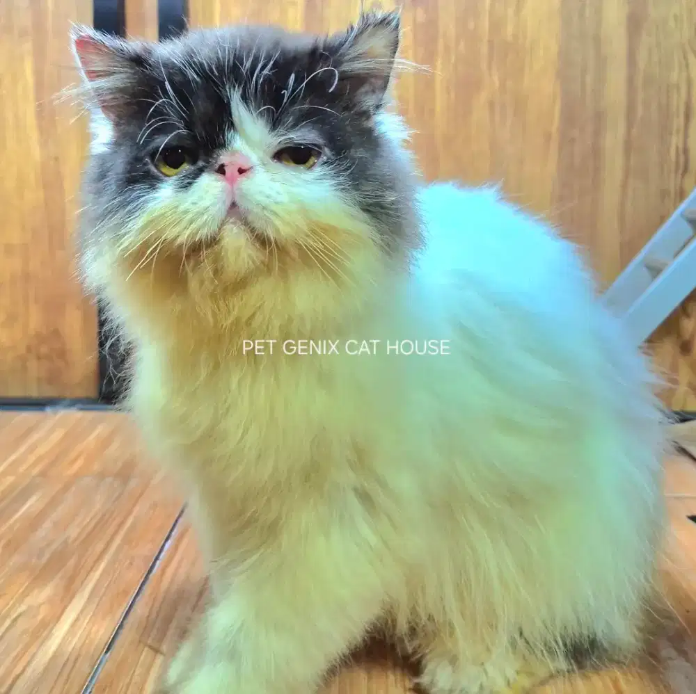 Kucing Kitten Persia Peaknose Extreme Betina