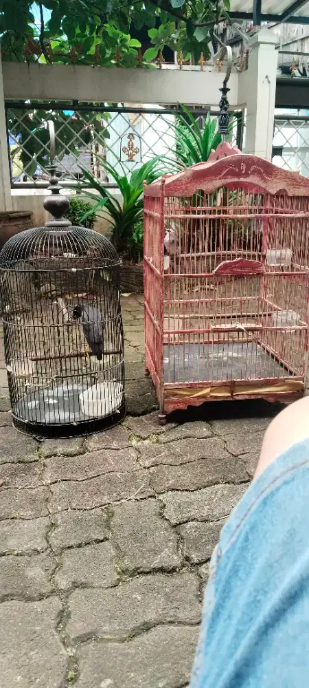 Di jual 2 ekor burung jalak kebo mata putih dan crugcukan + kandang