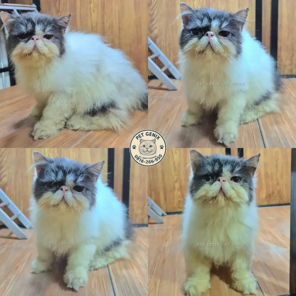 Kucing Kitten Persia Peaknose Extreme Betina
