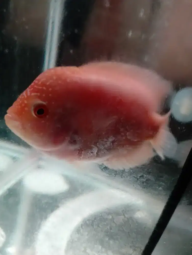 Ikan Louhan GB 3 jari an