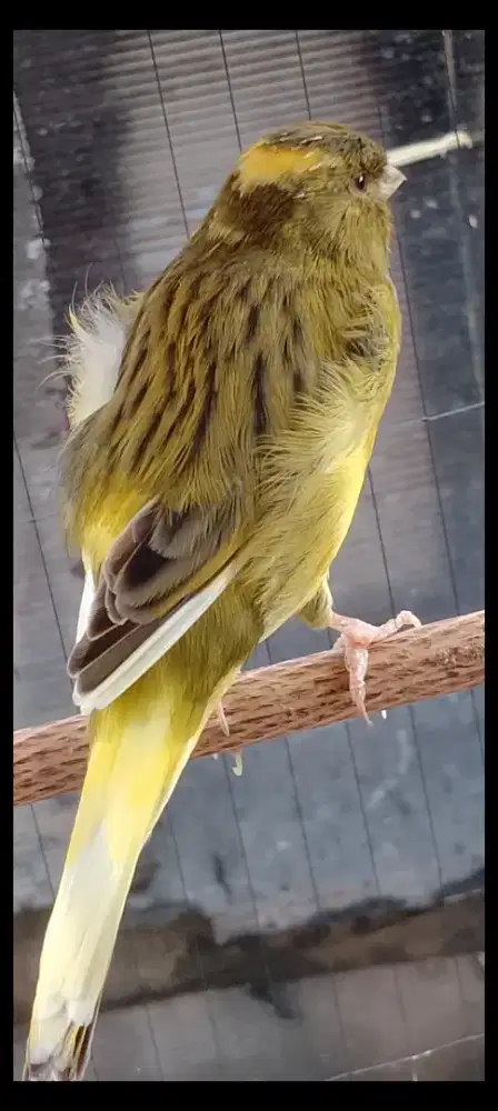 Kenari AFS prospek gantang