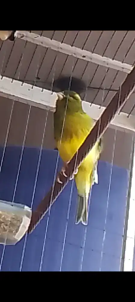 Kenari AFS rapih mabung prospek