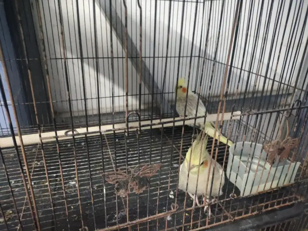 Parkit Australia Indukan (betina) (net)