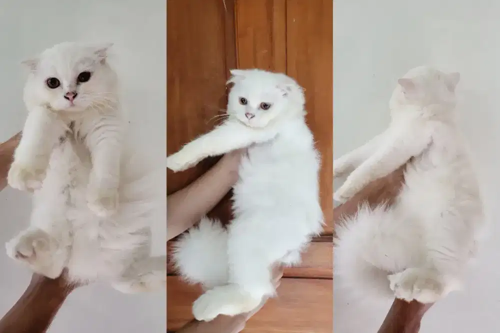 Scottish fold jantan 5 bulan