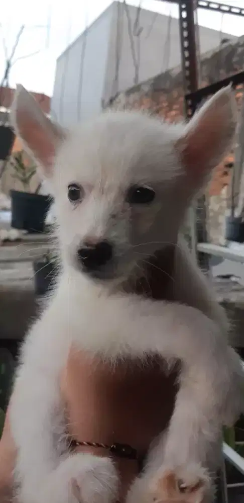 anak anjing siberian husky siberian husky puppies siberian husky