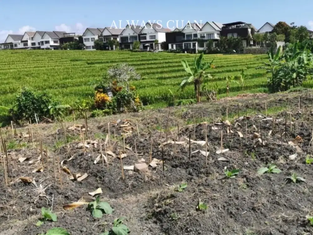 Tanah Murah Dekat Pantai Dijual Lokasi Cemagi