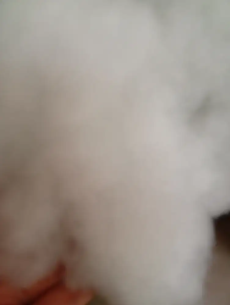 Dakron Kiloan Grade A