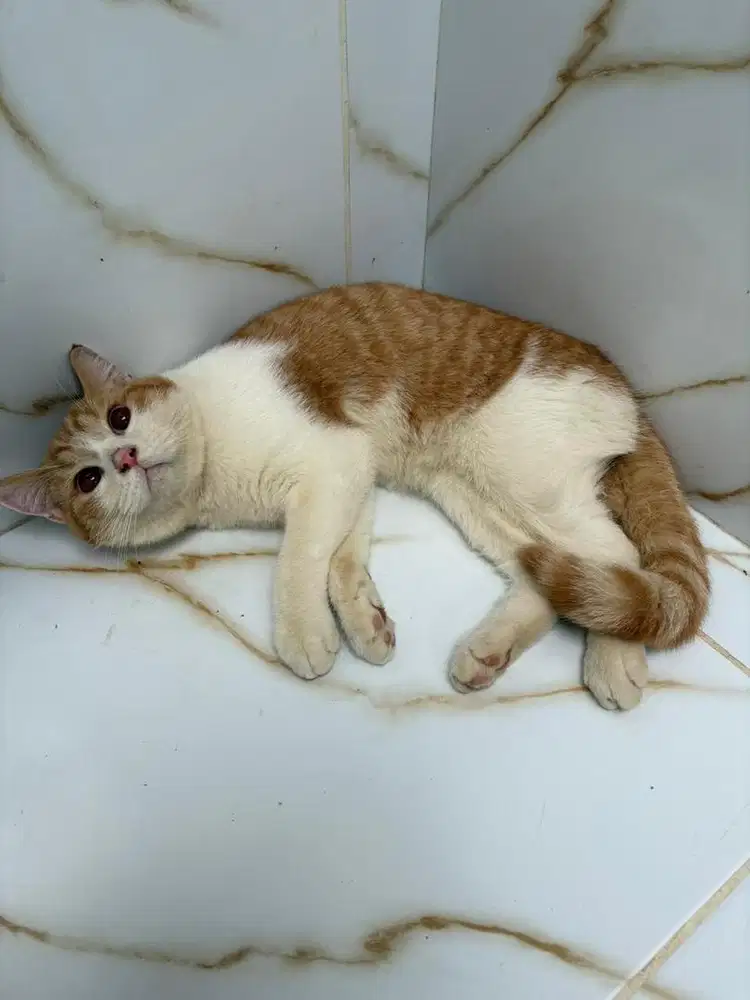 BSH jantan pure red bicolour 7 bulan