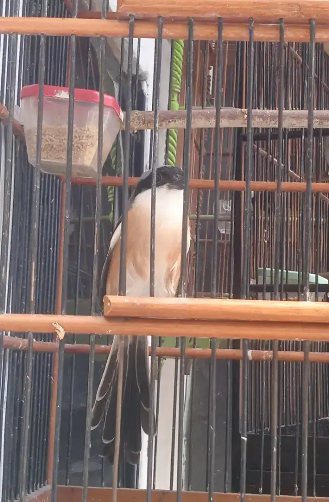 Jual pentet mapan awalnya gacor pindah kandang jadi mandek