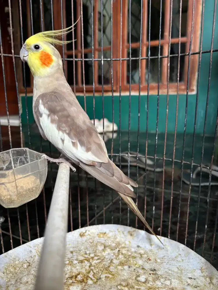 Falk Australia Jantan Sudah Siul