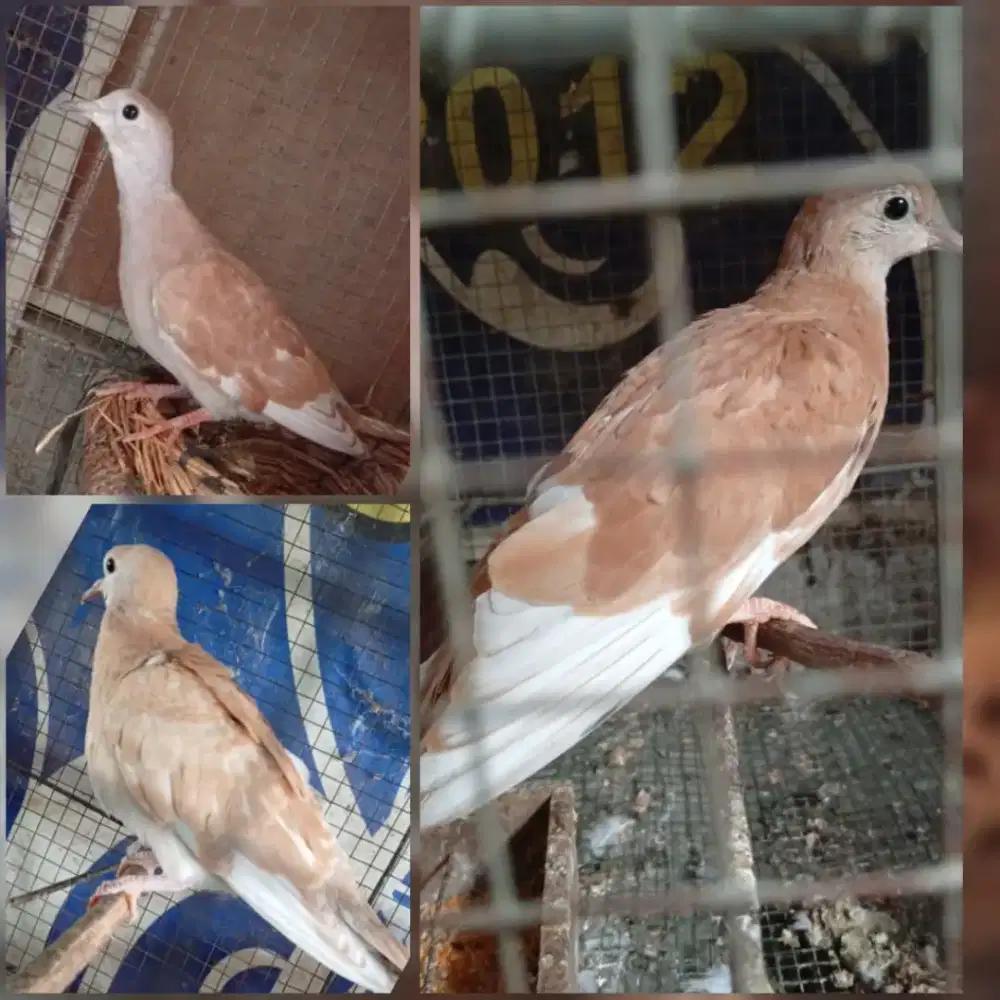 Burung Puter Tangerin / Irak Borongan 3 ekor 150 ribu