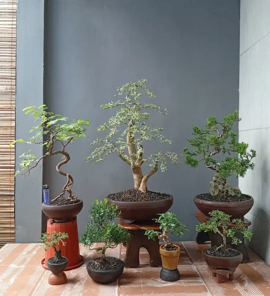 Borong murah mini bonsai hias 7 pohon