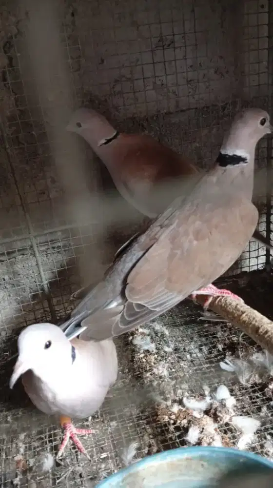 Burung Puter Borongan 3 ekor 120 ribu, murah meriah