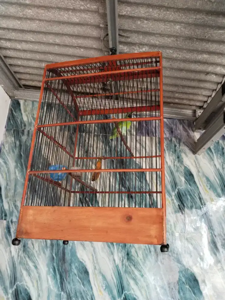 Burung murai hijau fullset