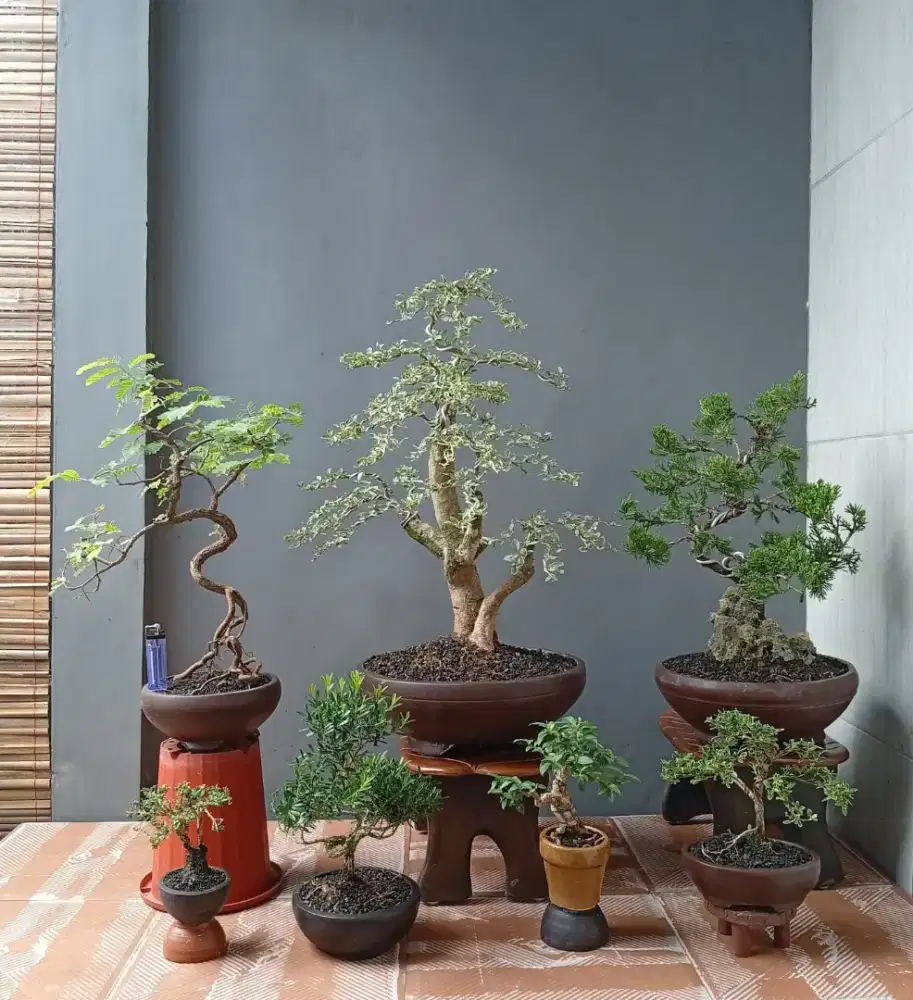 Borongan murah mini bonsai ada 7 pot