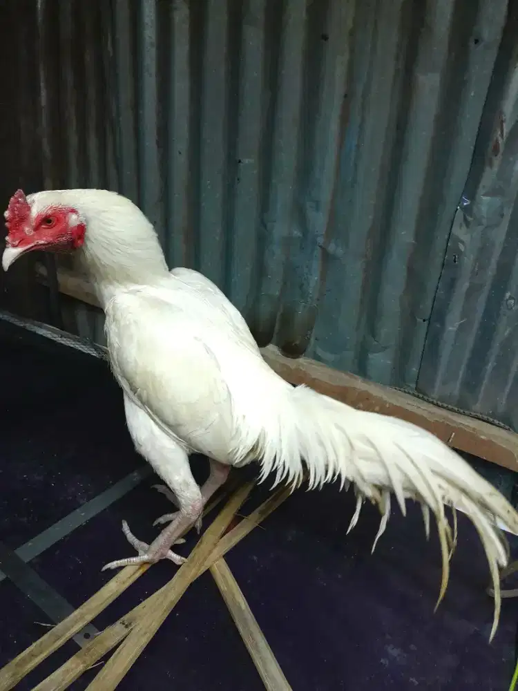 Ayam Bangkok Putih Polos Super