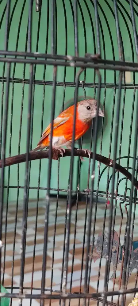 Red siskin double dilute pejantan