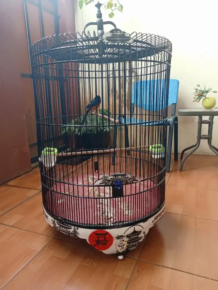 Murai batu gacor full sett