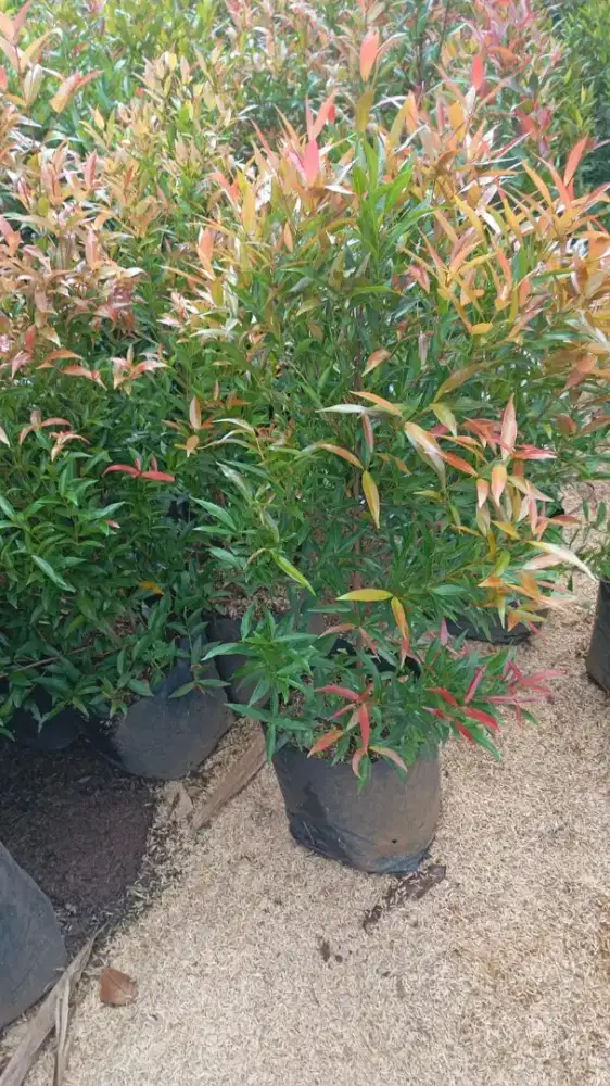 Pucuk merah ukuran 50 cm