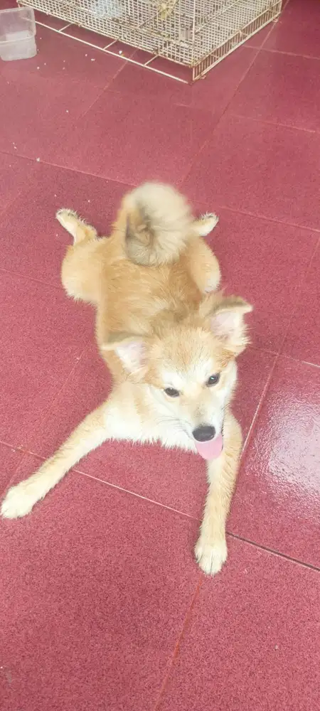 Open adoption for puppies