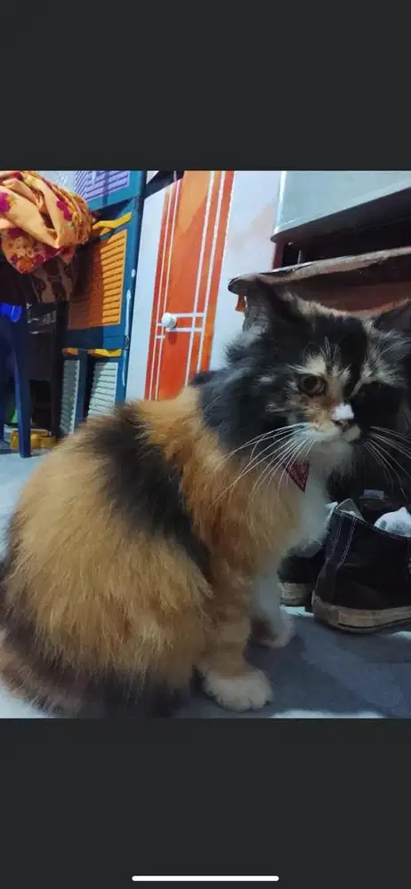 Kucing persia calico betina