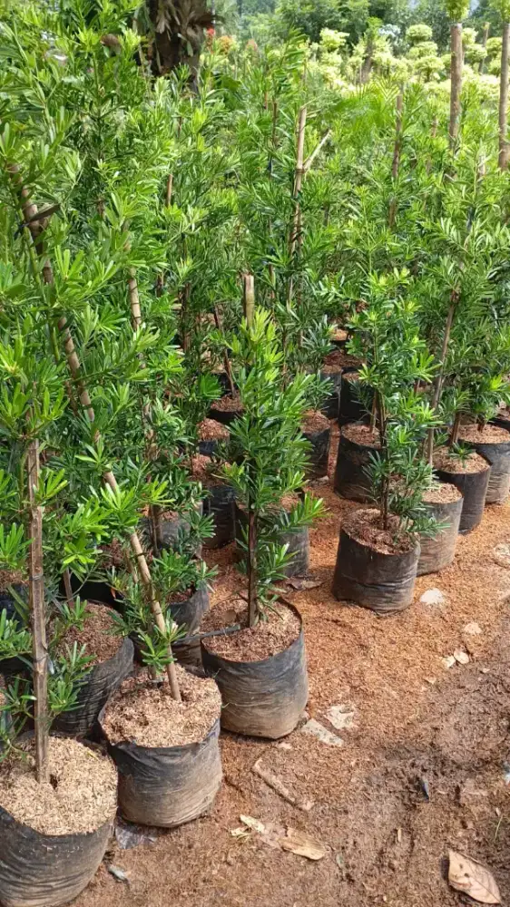 Lohansung ukuran 1 mtr