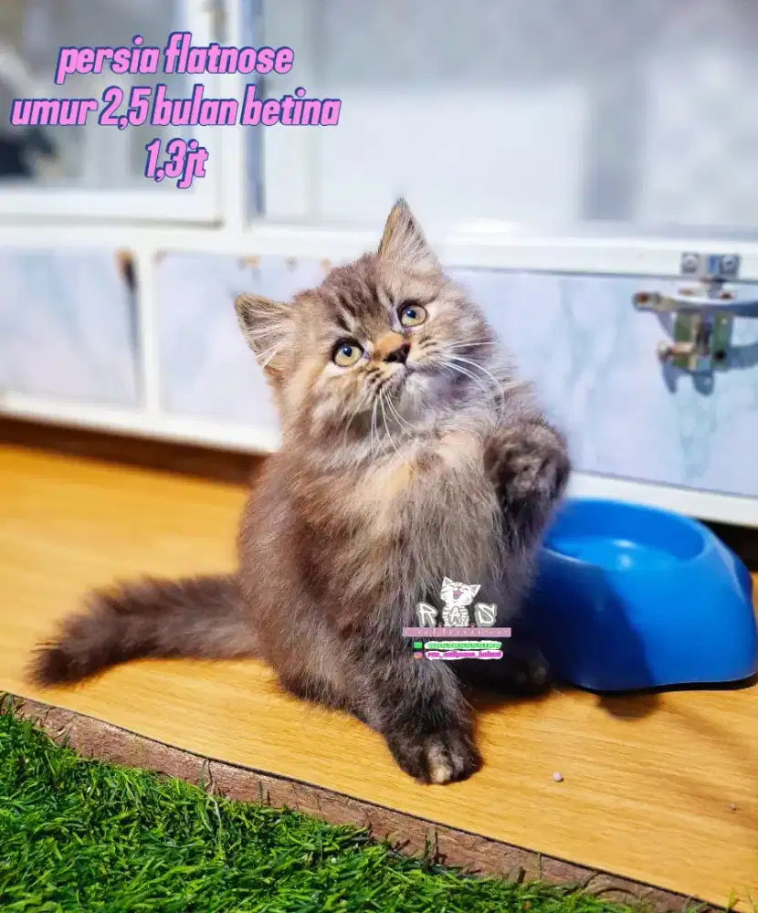 Kucing kitten persia lucu lucu bisa cod