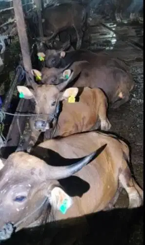 sapi kurban 350 kiloan siap hewan kurban 2026 timbang kiloan jamin top