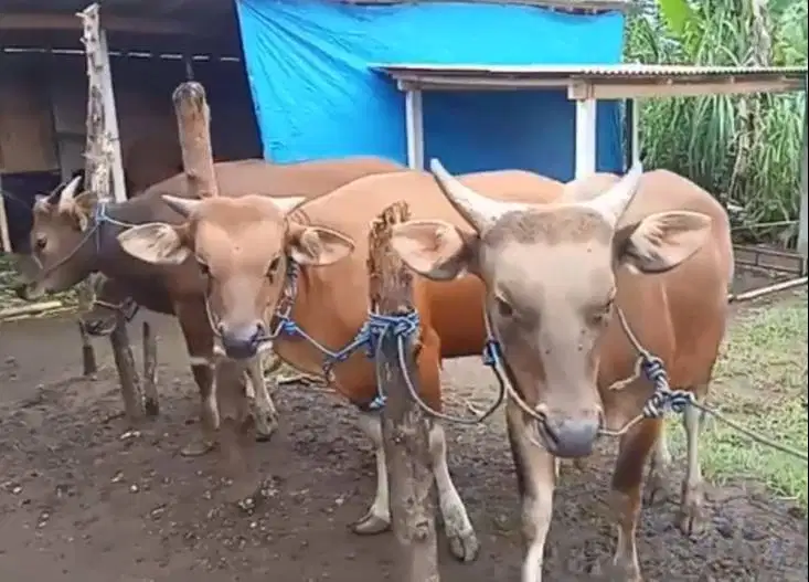 sapi potong mulai 200-400kiloan siap hajatan iedul fitri nazar sedekah