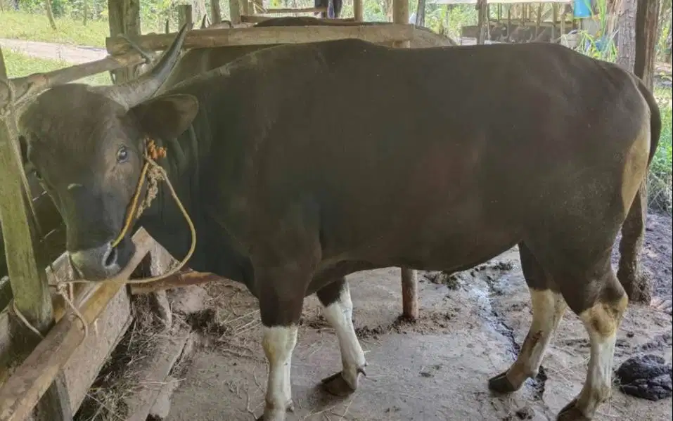 sapi kurban 350 kiloan siap hewan kurban 2026 timbang kiloan jamin top