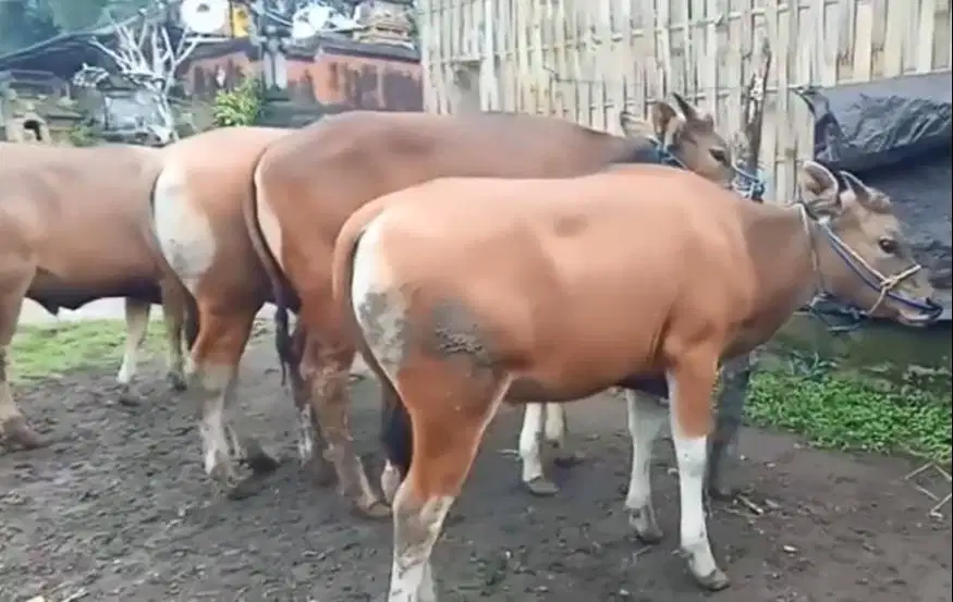 sapi potong bobot 200-350kiloan siap sedekah nazar iedul fitri rawatan