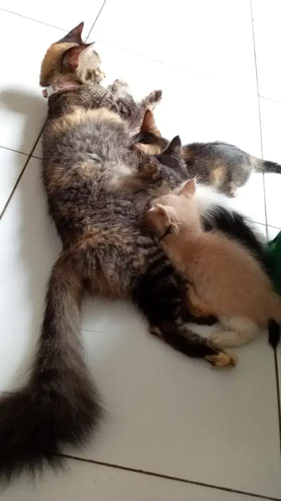 KUCING PERSIA SAMA 4 BAYI NYA CEBOL