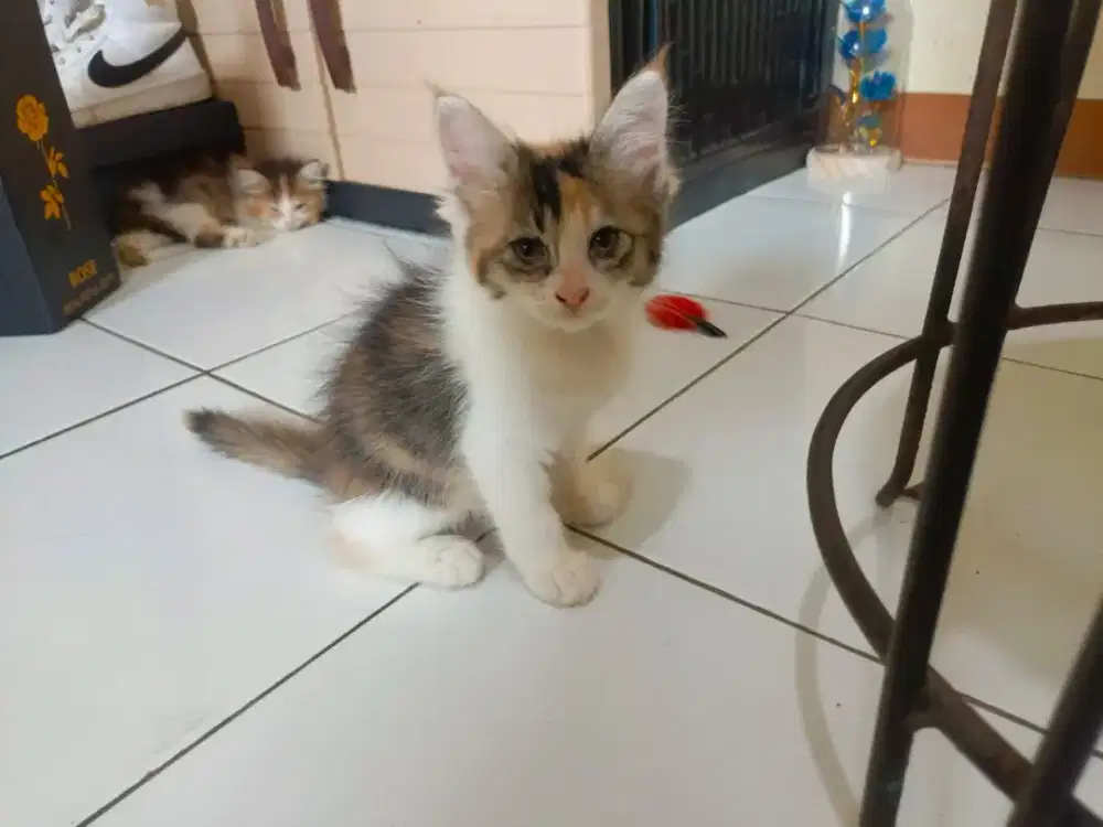 Kucing kitten persia mix mainecoon / himalaya / anggora / peaknose
