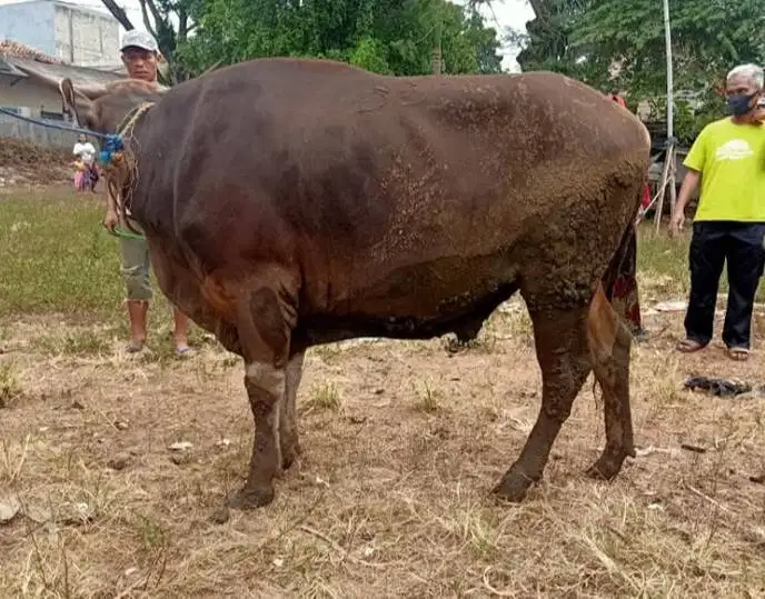 sapi kurban 350kiloan murmer ekonomisan siap hewan qurban terbaik 2026