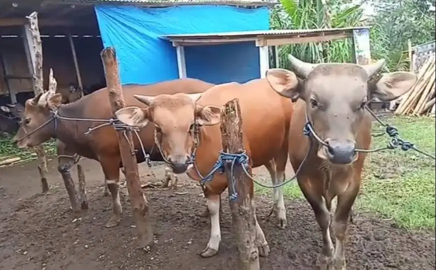 sapi potong 200-350kiloan murmer ekonomisan siap hajatan nazar sedekah