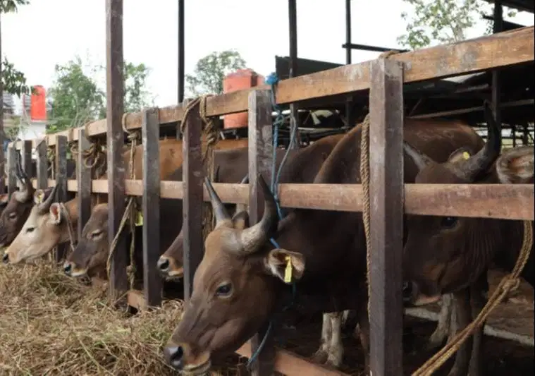 sapi potong 200-350 kiloan siap hajatan nazar sedekah iedul fitri puas