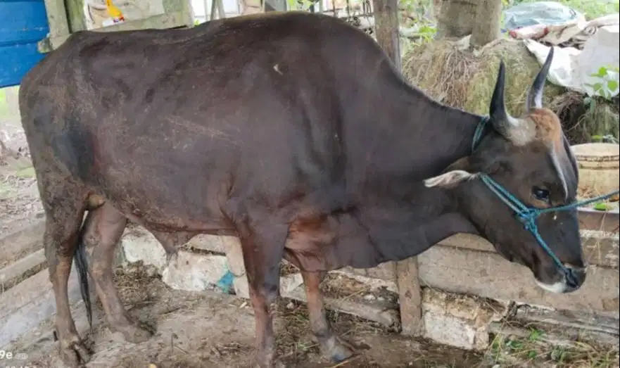 sapi potong 200-350kiloan siap nazar sedekah ramadhan jamin manteb top