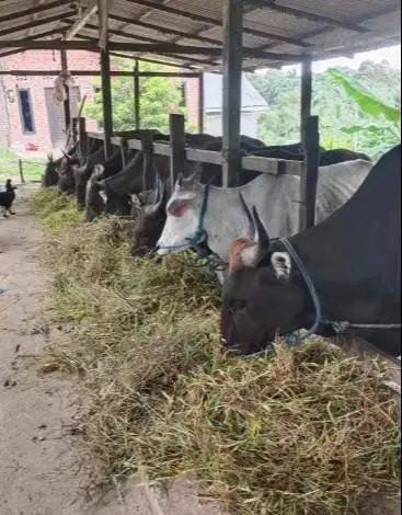 sapi qurban 350 kiloan siap kurban iedul adha 2026 rawatan manteb puas