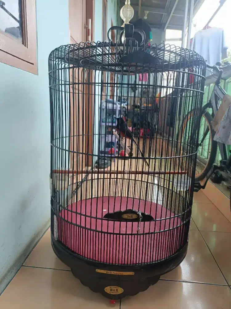 Di jual murai ekor 17