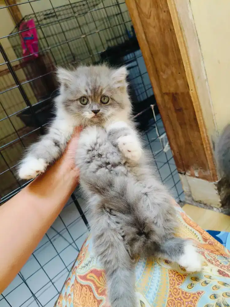 Kitten abu putih