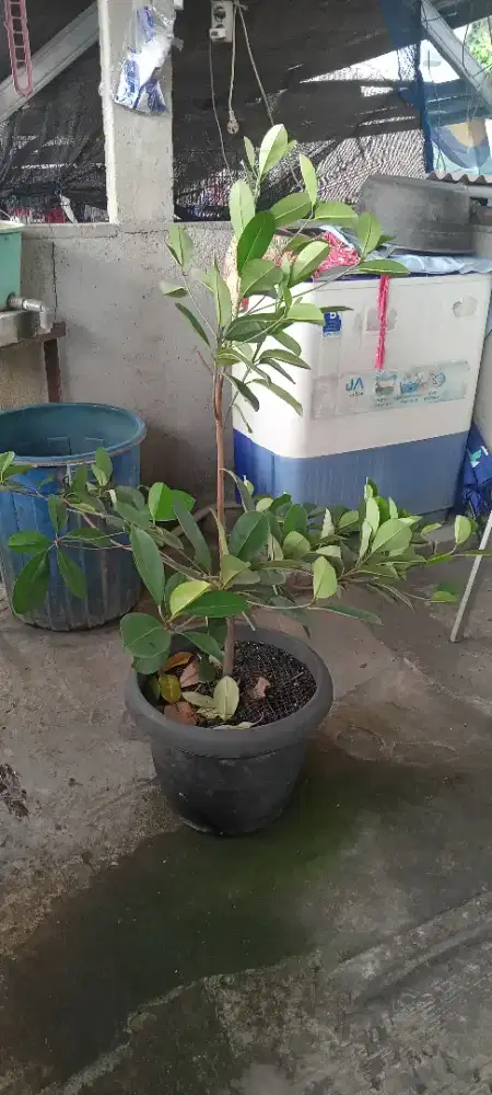 Sawo Kecik ukuran 1 m