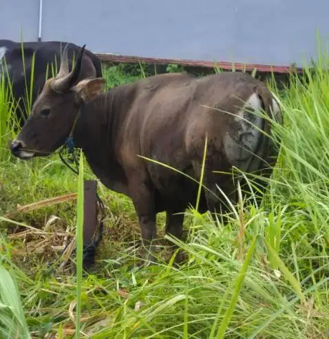 sapi qurban 350 kiloan siap iedul adha 2026 jamin manteb cukup umur ok